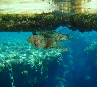 Feuerfisch direkt unter dem Steg