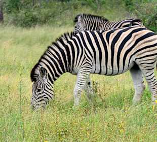Krüger Nationalpark