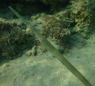 Unterwasserwelt Hausriff