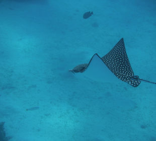 Gepunkteter Adlerrochen