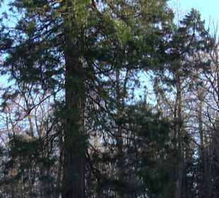 Ochsenweiher Rundweg