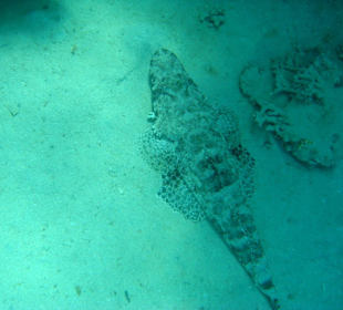 Schnorcheln in der Bay