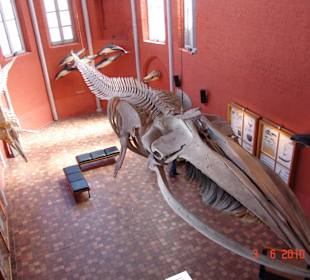 Meereskundemuseum Stralsund