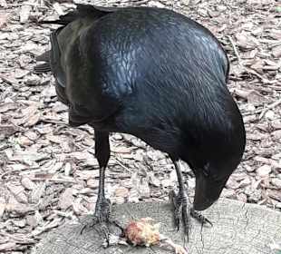 Weltvogelpark Walsrode
