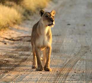 Löwin auf der Nossob Piste Bereich Polentswa