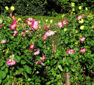 Impressionen aus dem Dahliengarten Hamburg