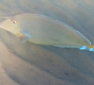 Schnorcheln am Hausriff