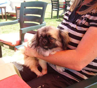 Gizmo , der Star der Robinson Bar, leider ist