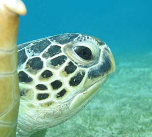 Schildkröte