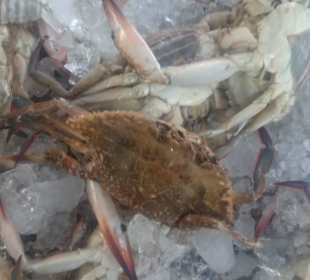 Alter Fischmarkt in Hurghada