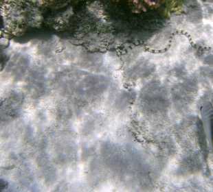 Wasserschlange (ich glaube giftig!)