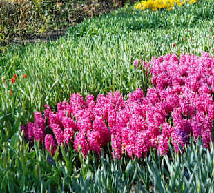 Blumenpracht im Keukenhof