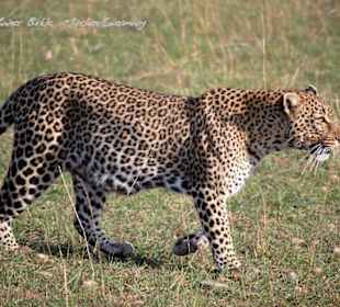 Voller Kraft und Anmut