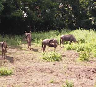 Zoo Wrocław
