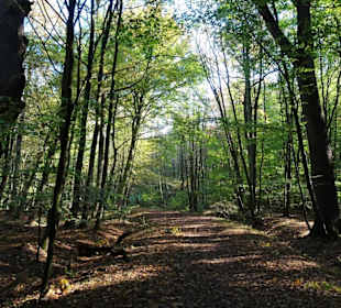 Herbstspaziergang durch den Hasbruch