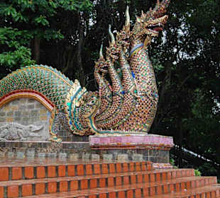 Drache