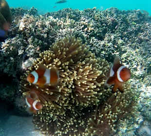 Schnorcheln Koh Lipe