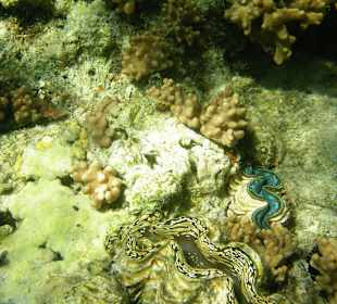 Three Corners Fayrouz Plaza Beach Resort