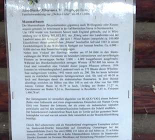 Wellingtonien - Platz mit Mammutbäumen