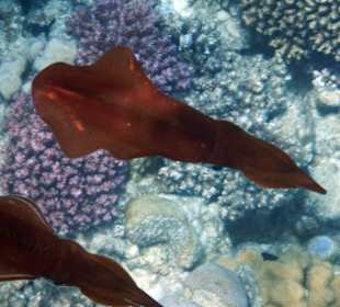 Schnorcheln Makadi Bay