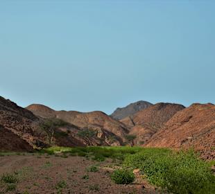 Wunderschön grüne Wüste, nach Regenfällen