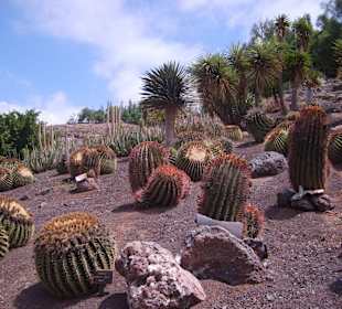Oasispark - Kakteenwald