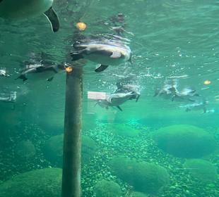 Wildlands Zoo in Emmen 