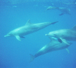Dolphin