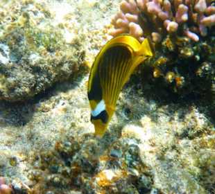 Tabakfalterfisch (am Hotel Magic Life Kalawy Imperial)