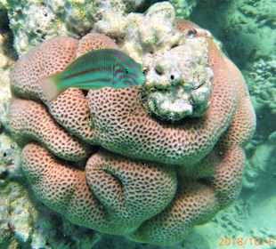 Schnorcheln Sahl Hasheesh