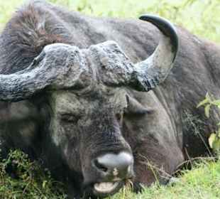Wasservüffel am Lake Nakuru