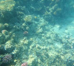 Haus Riff mit Fischen