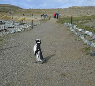 Park Narodowy Isla Magdalena