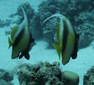 Wimpelfisch