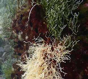 Schnorcheln Marsa Alam