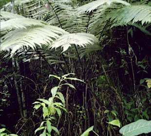 Nationalpark Cerr El Copey