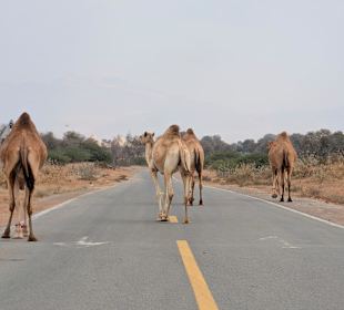 Auf dem Weg in die Wüste
