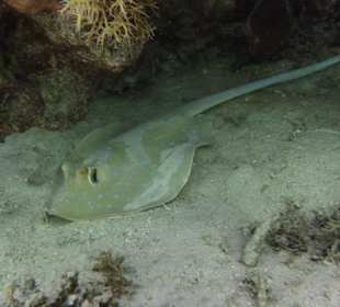 Schnorcheln Hurghada