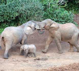 Kampf der Waldelefanten