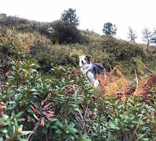Wandern Hochpillberg