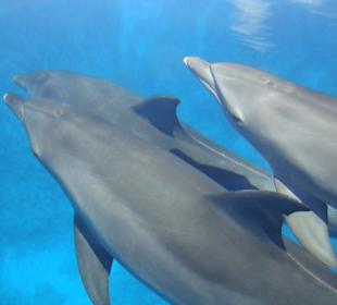 Delfine