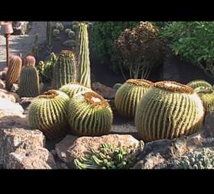 Kakteen so weit man sehen kann