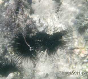 Seeigel im Meer vor dem Hotel Grand Seas Hostmark Resort