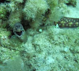 Muräne, in der Bucht vor Sa Coma