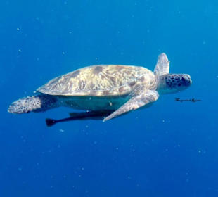 Schwimmen mit Schildkröten in freier Natur 