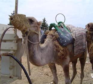 Kamelreiten