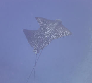 Das Paar im Liebesrausch...