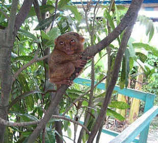 Ein Tarsier