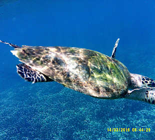 Schnorcheln mit Seeschildkröte