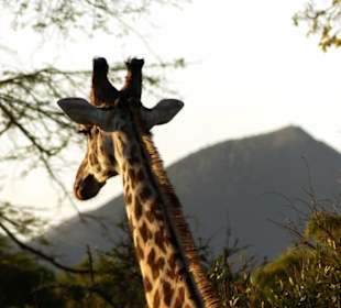 Giraffe (Tsavo Ost)